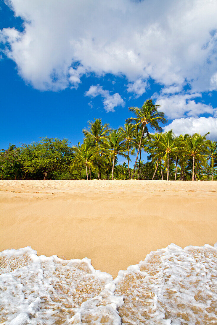 Hawaii, Lanai, Manele Bay, Hulopoe BEach, Palm trees line sandy coast.