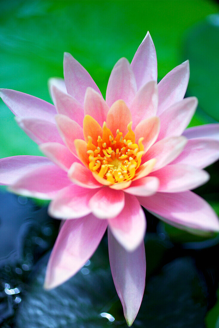 A pink water lily close up.