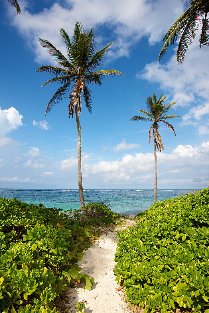 'A sandy path towards the caribbean sea; Nesbit Beach, Nevis'