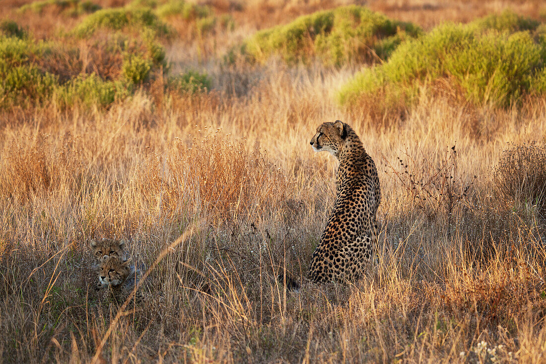 'Cheetah with her babies; South Africa'