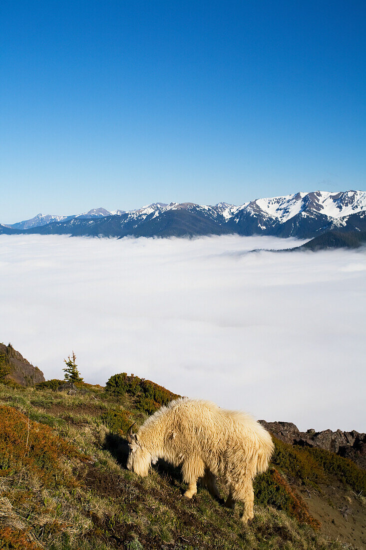 'Mountain goat (Oreamnos americanus) browsing above the clouds; Washington, United States of America'