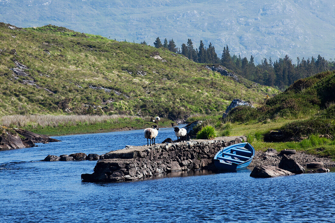 'Two sheep standing on a stone wall at the water's edge with a rowboat on the shore; County Galway, Ireland'