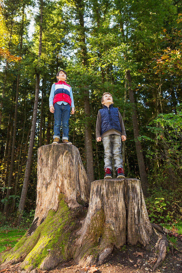 'Two brothers standing on tree stumps in a redwood forest; Langley, British Columbia, Canada'