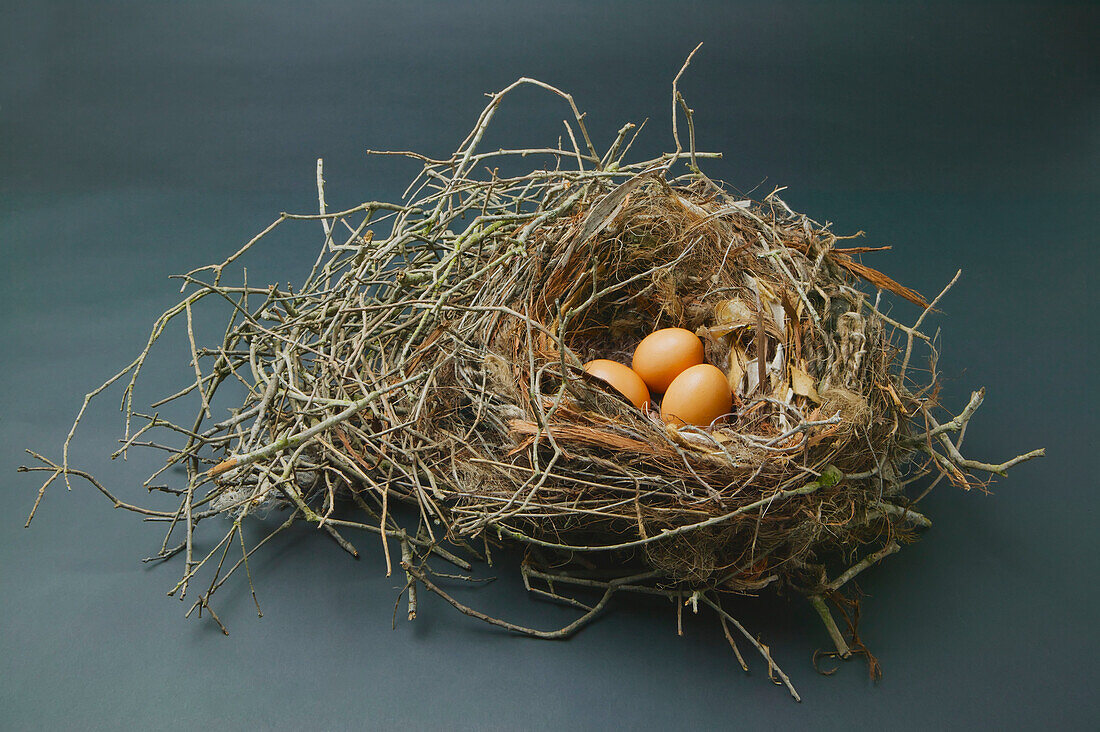 'Three eggs in a bird's nest; Santa Barbara, California, United States of America'