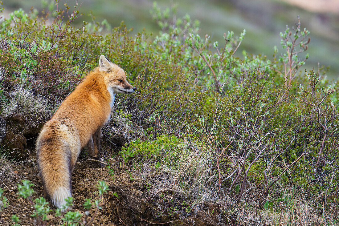 'Red fox (vulpes vulpes) in Denali National Park in springtime; Alaska, United States of America'