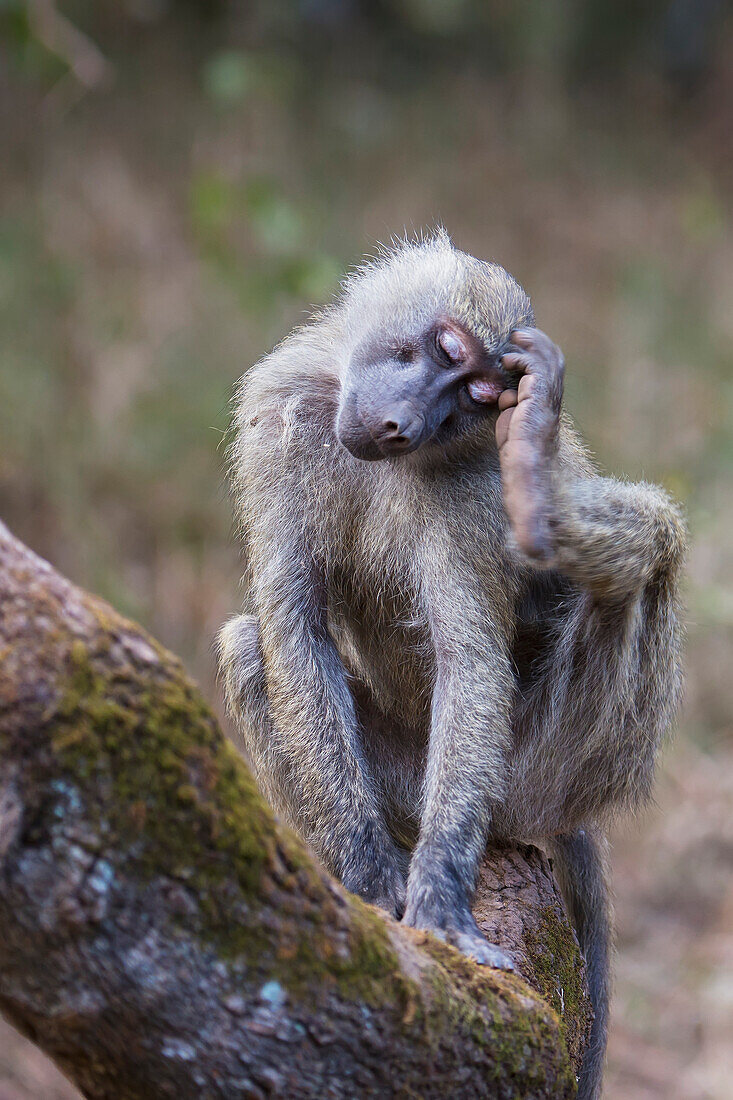 'A baboon on the savannah in Arusha National Park in winter; Tanzania'