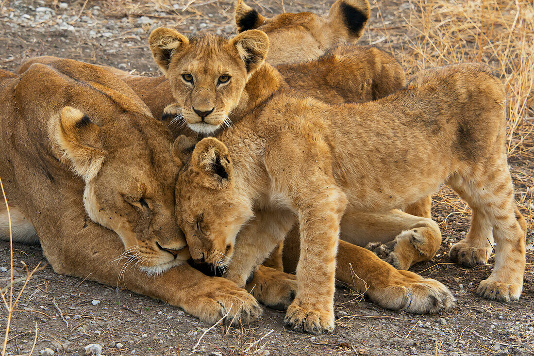 'A lion and her cubs; Tanzania, Africa'