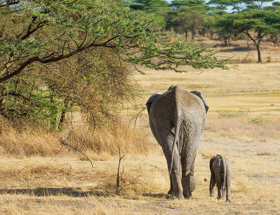 'An African Elephant with it's young; Tanzania'