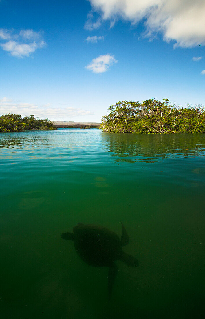 'Pacific green turtle swimming in mangroves; Isabela Island, Galapagos Islands, Ecuador'