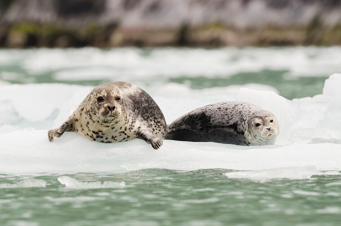 'Harbor Seals (Phoca vitulina) hauled out on iceberg in front of Dawes Glacier in Endicott Arm or Tracy Arm-Fords Terror Wildernesss in Southeast Alaska, South of Juneau; Alaska, United States of America'