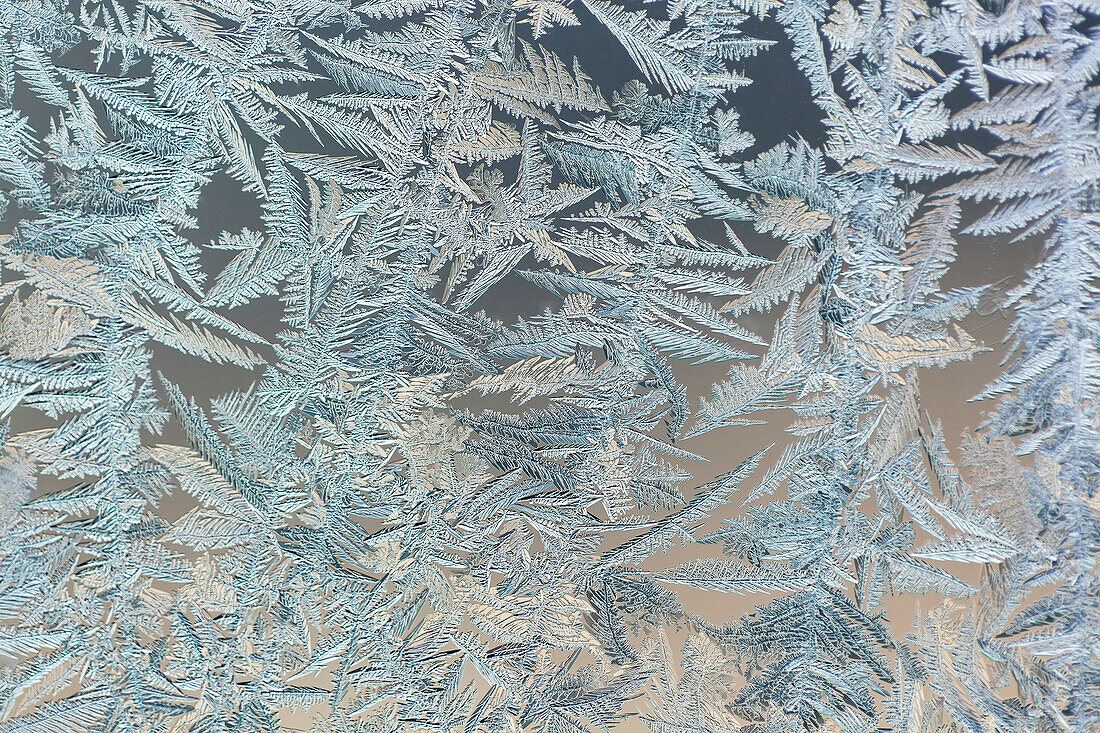 'Frost patterns are captured on a frosted window pane in the early morning on Vancouver Island; Duncan, British Columbia, Canada'
