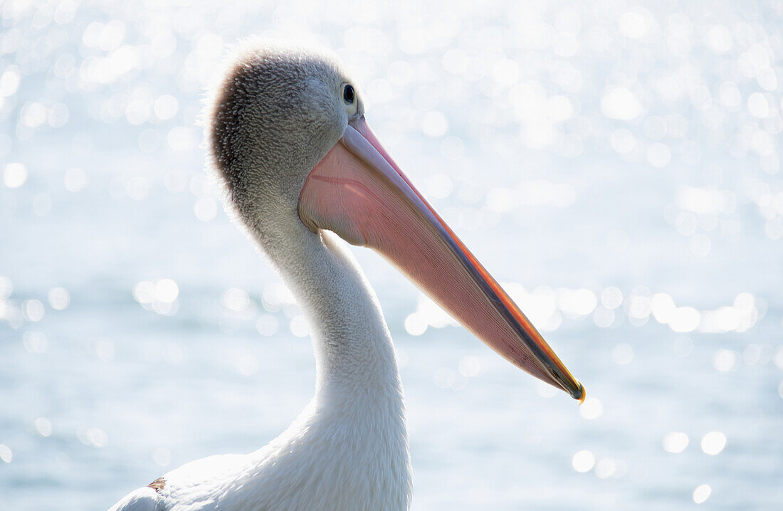 'Pelican at the water; Queensland, Australia'