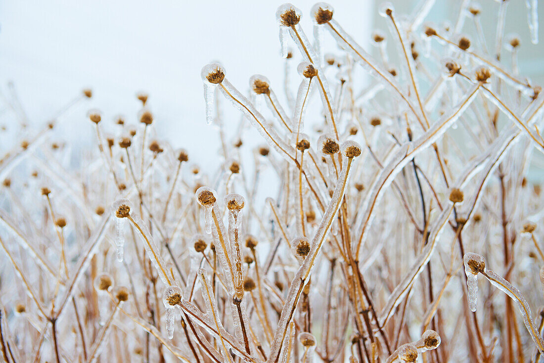 'Teasels covered with ice; Toronto, Ontario, Canada'