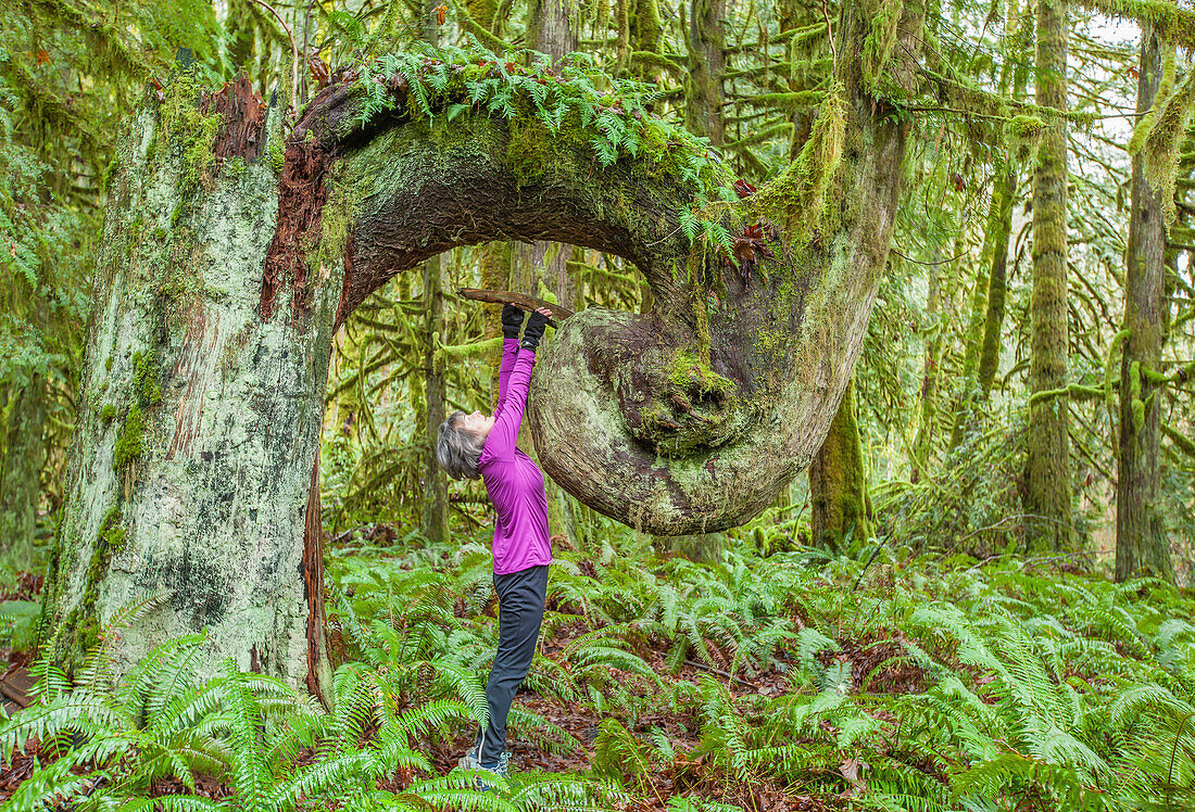 'A woman looks up at an old growth seed tree in Cowichan Valley regional park on Vancouver Island; Duncan, British Columbia, Canada'