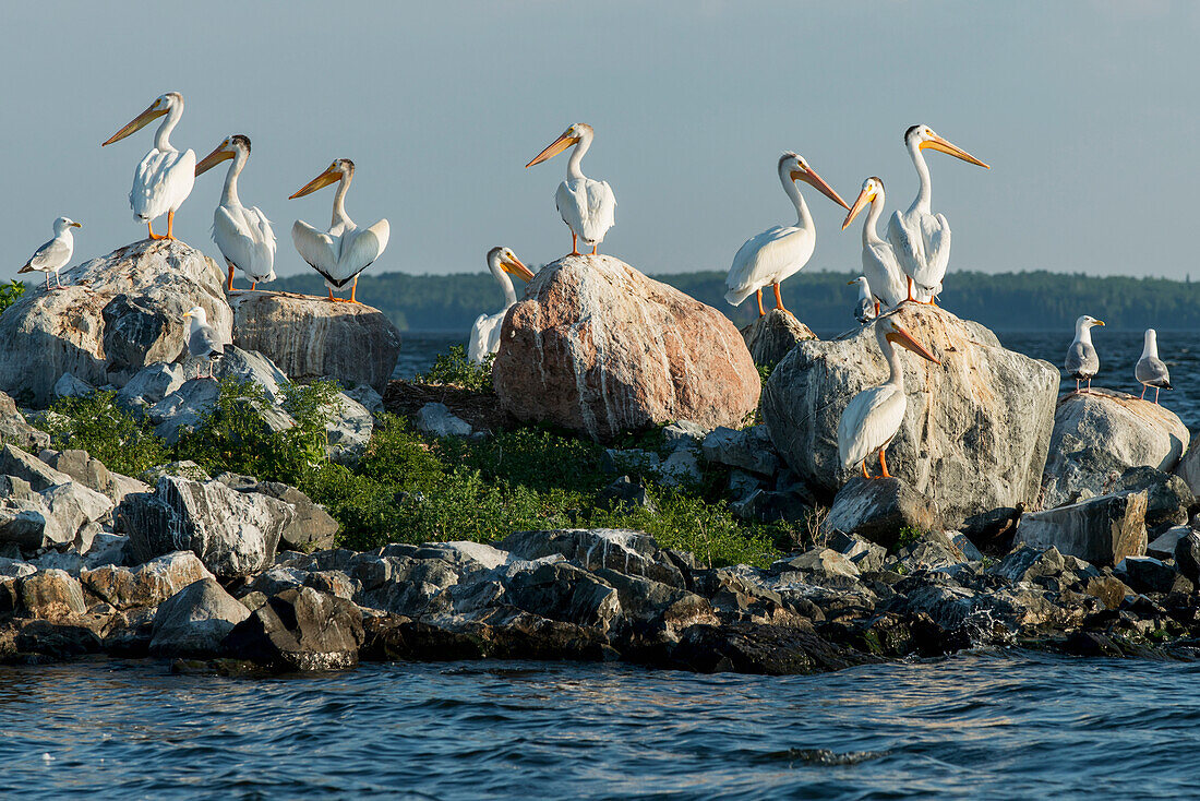 'A flock of pelicans perched on rocks at the water's edge; Kenora, Ontario, Canada'