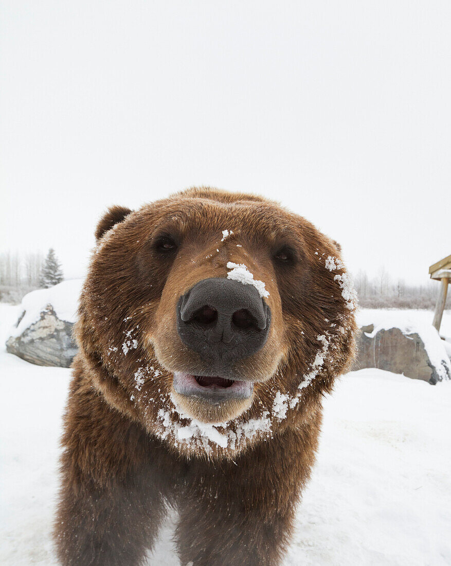 Captive at the Alaska Wildlife Conservation Center in Portage Alaska in Southcentral Alaska. Face photo of mature Brown bear. Bear.