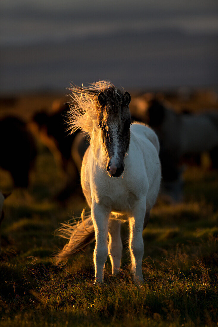 'Icelandic horse at sunset with long mane blowing in the wind; Iceland'