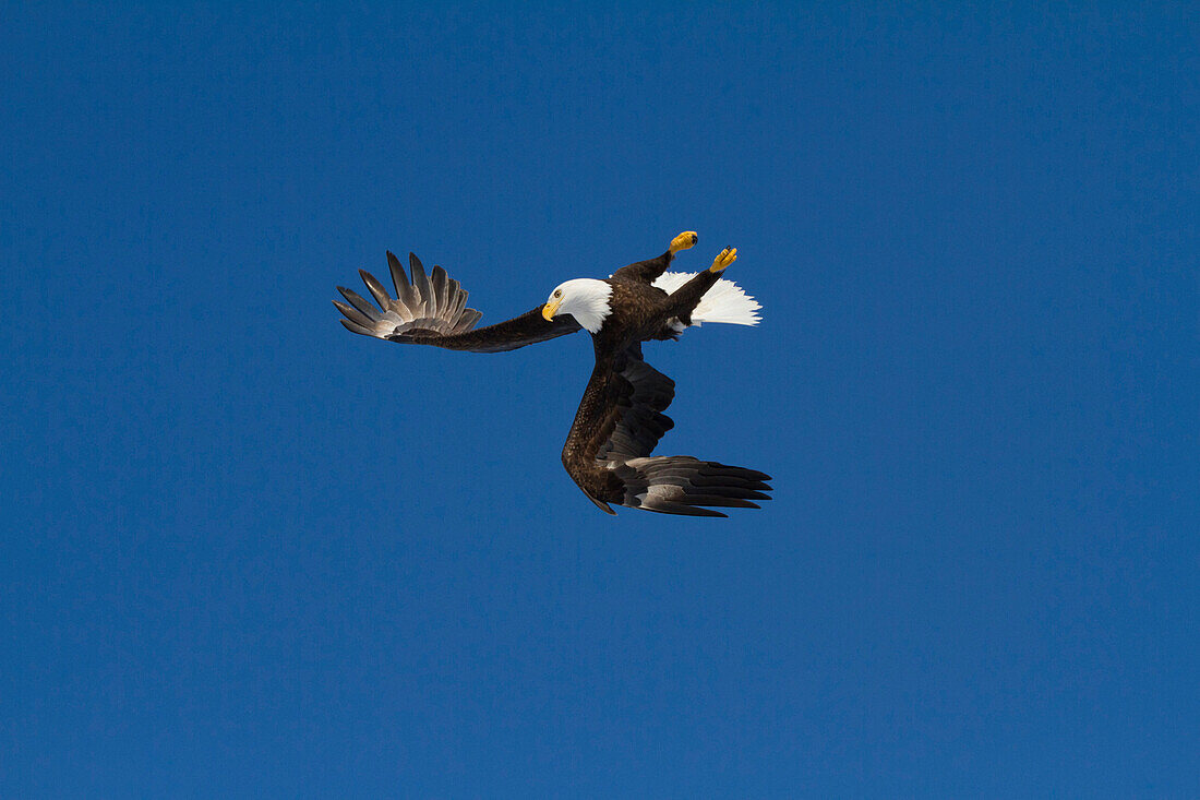 Bald eagle in the skies over Portage, Alaska area of Southcentral Alaska in Spring, 2012. Aerobatic manuvers with another eagle. Blue sky background.