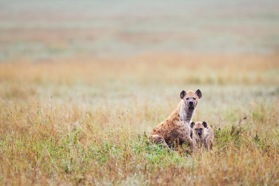 'Mother and cub hyena at Ngorongoro Crater; Tanzania'