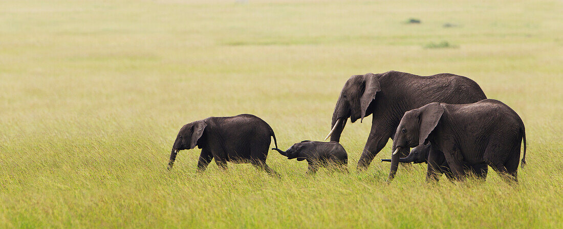 'Elephant family on the move across the serengeti plain; South Africa'