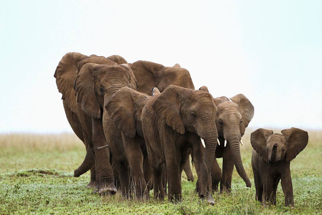 'A family of elephants strolls across the serengeti plains; South Africa'