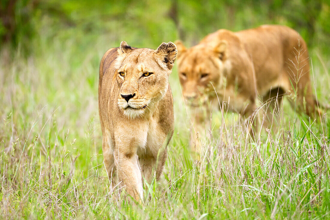 'Two female lions on the prowl at the serengeti plains; Tanzania'
