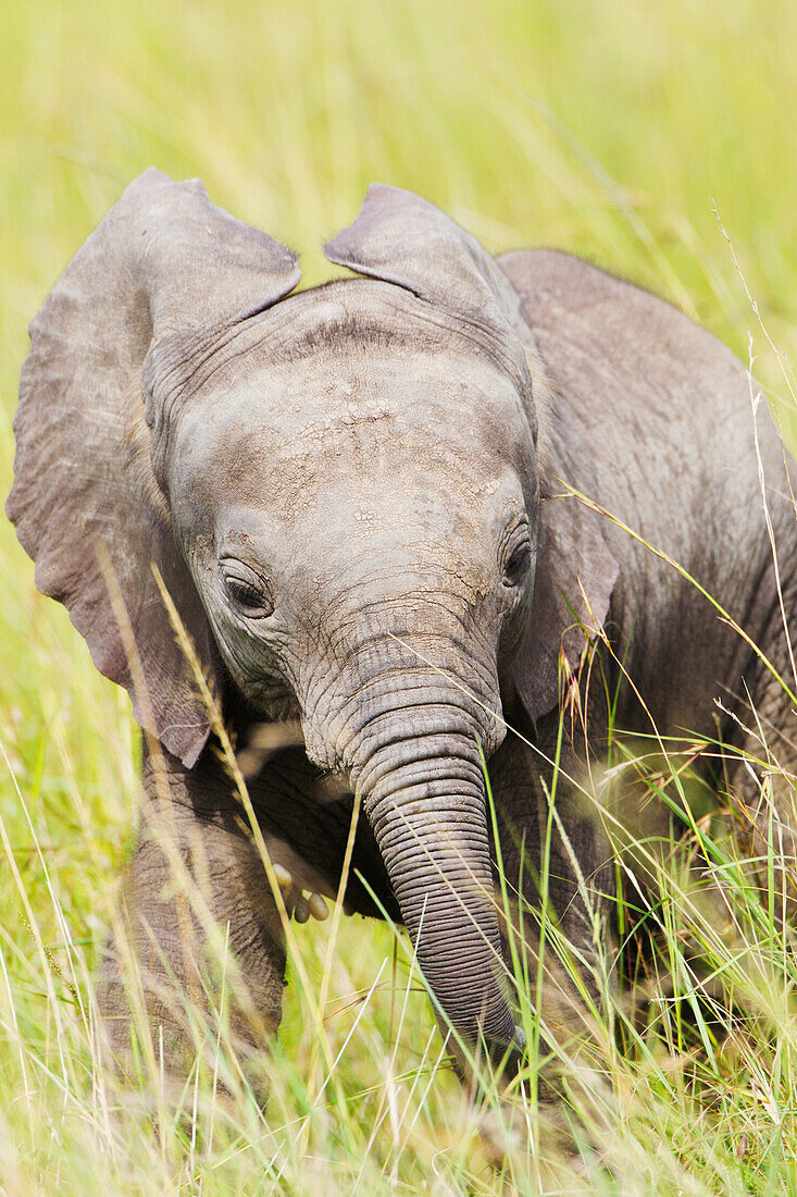 'Baby elephant in tall grasses in the serengeti plains; Tanzania'