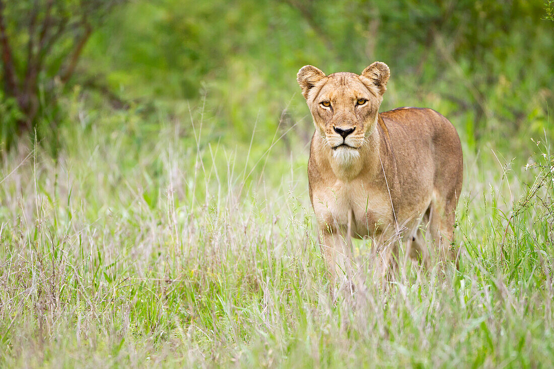 'Female lion on the prowl at the serengeti plains, staring directly into the camera; Tanzania'