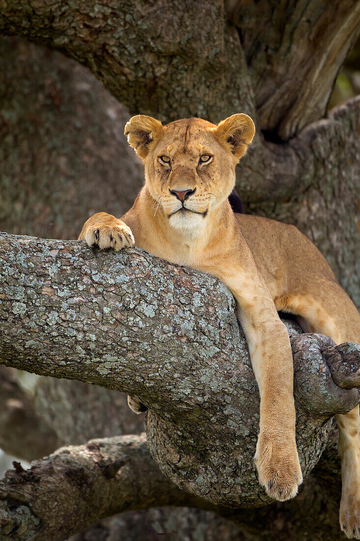 'Lioness resting in a tree at the serengeti plains; Tanzania'