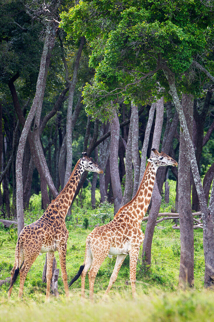 'Giraffes walking, located at the Serengeti Plains; Tanzania'