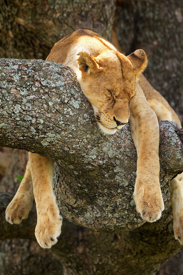'Lioness sleeping in a tree at the serengeti plains; Tanzania'
