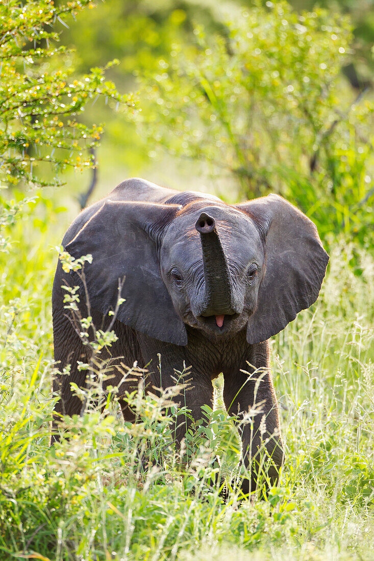 'Baby elephant with his tongue sticking out at gomo gomo game lodge; South Africa'