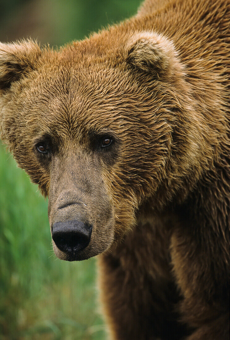 'Brown bear (Ursus arctos) portrait, extreme close up, McNeil River State Game Sanctuary; Alaska, United States of America'