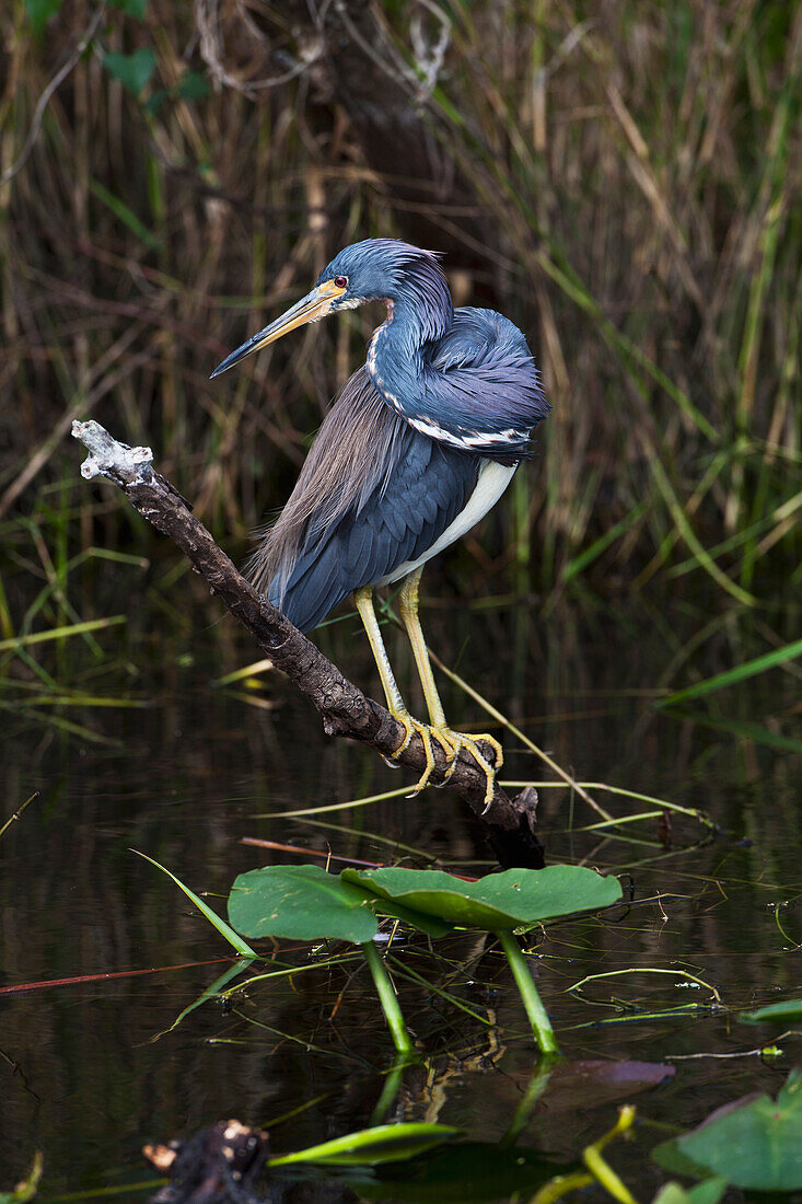 'Tricoloured heron (Egretta tricolor) perched on branch above wetland pond with water lilies, Everglades National Park; Florida, United States of America'