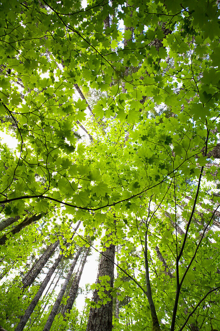 'Vine maple canopy; Washington, United States of America'