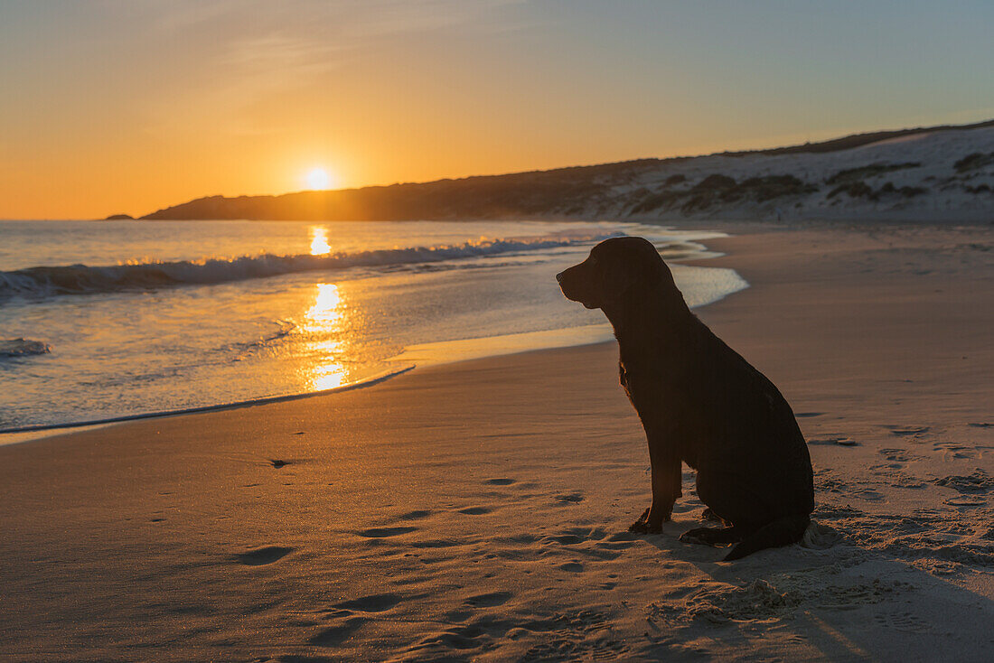 'A dog sits on the sand at the water's edge at sunset; Tarifa, Cadiz, Andalusia, Spain'