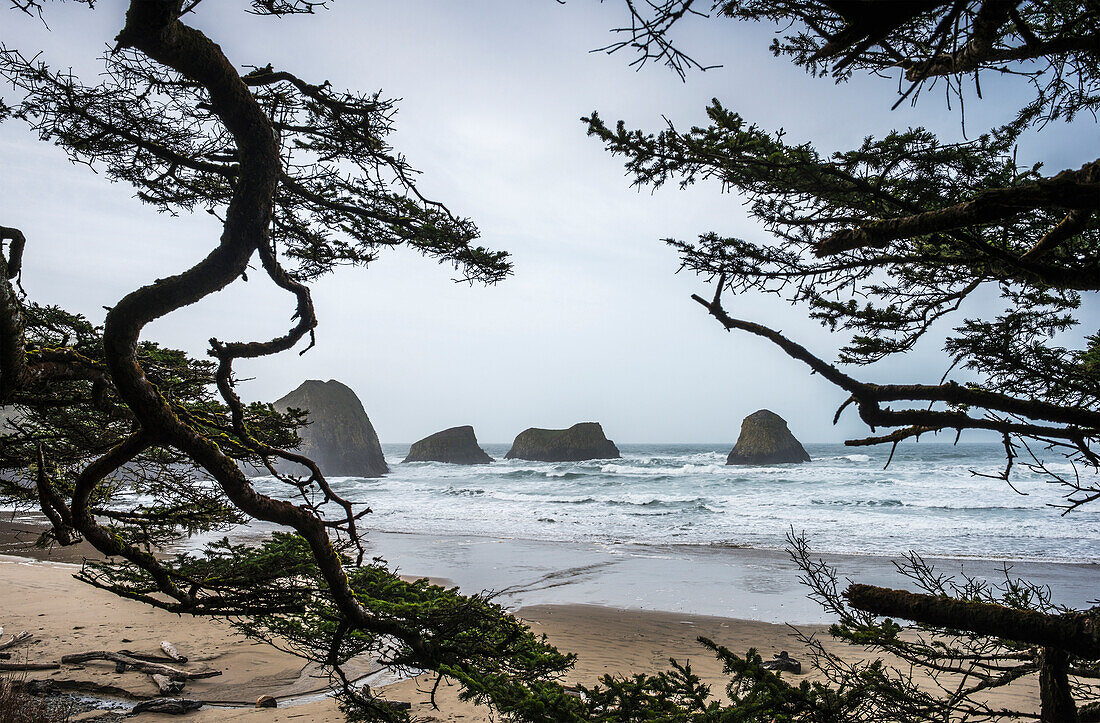 'Sitka Spruce frames the beach; Cannon Beach, Oregon, United States of America'