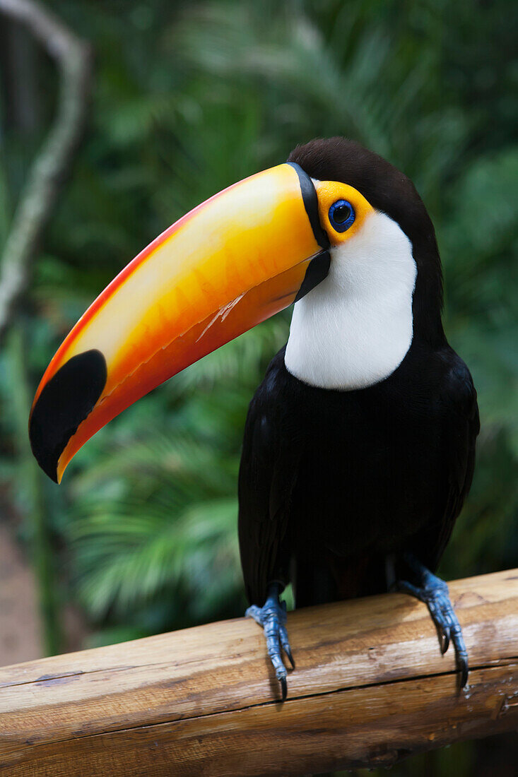 'A toucan in the Parque das Aves (bird park); Iguacu, Brazil'