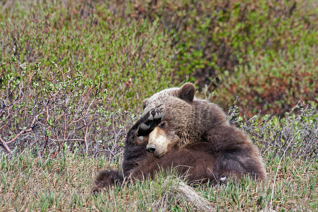 'Brown Bear (Ursus arctos) near park road in Denali National Park, early summer, Interior Alaska; Alaska, United States of America'