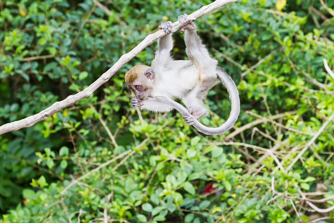 Crab-eating macaque or long-tailed macaque (Macaca fascicularis), Siuhan, Lake Toba, North Sumatra, Indonesia