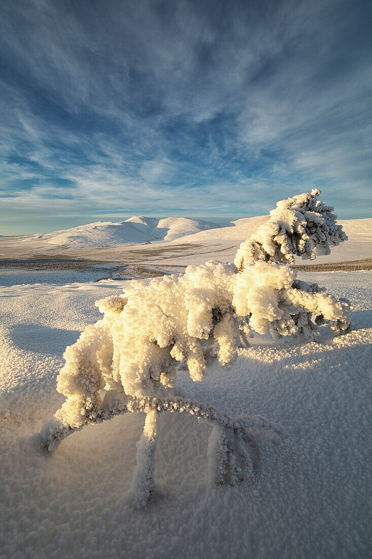 'A winter scene of a snow covered tree on the north flanks of Crow Mountain, near Old Crow; Yukon, Canada'