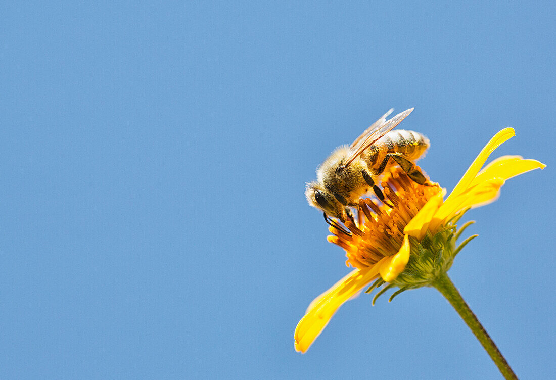 Eine Biene ist mit dem Bestäuben von Blumen beschäftigt, während sie Pollen sammelt; Bolivien"