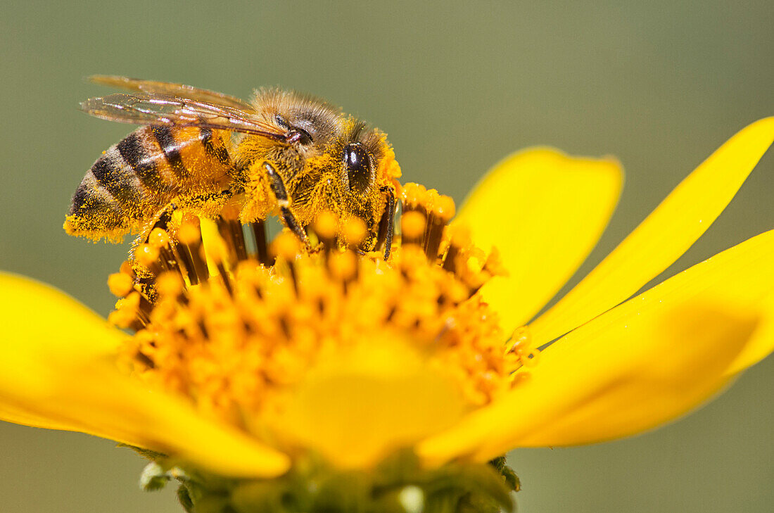Eine Biene ist mit dem Bestäuben von Blüten beschäftigt, während sie Pollen sammelt; Bolivien'