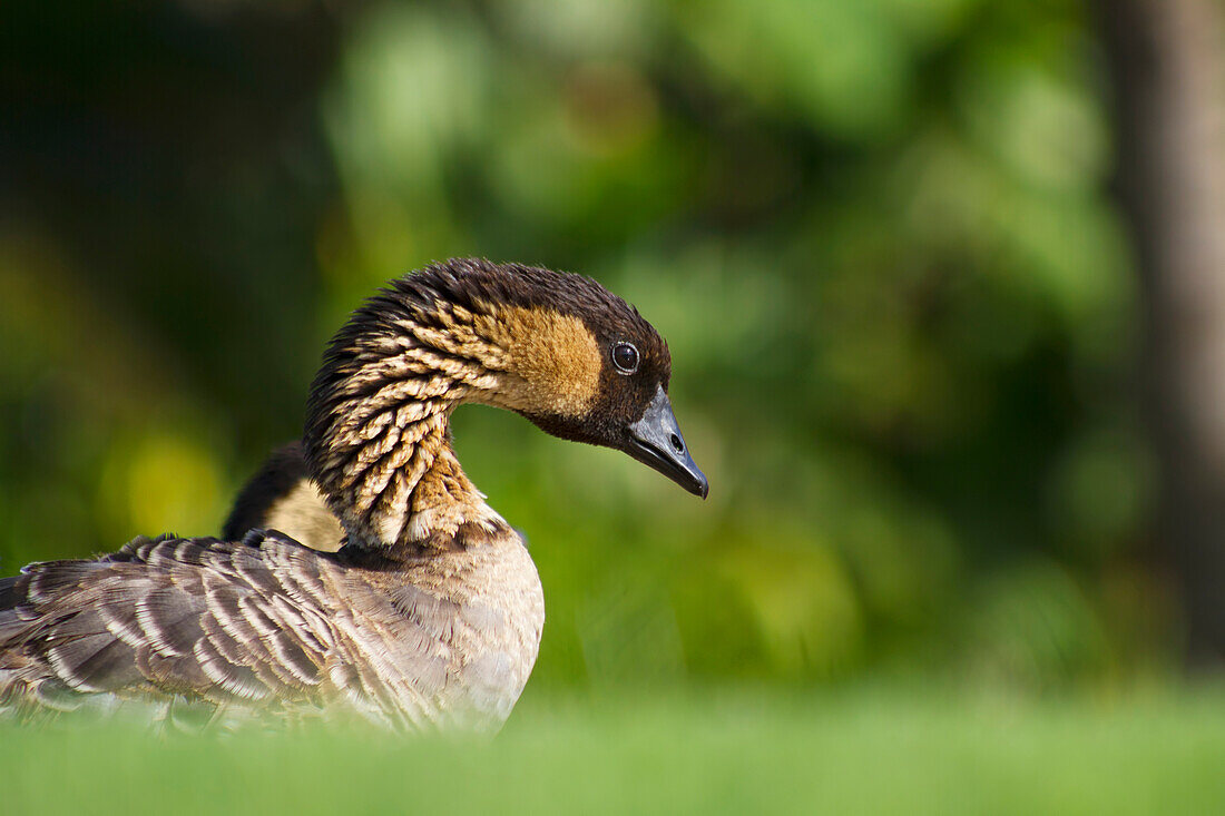 'Nene, also known as Hawaiian Goose (Branta sandvicensis), State bird of Hawaii; Maui, Hawaii, United States of America'