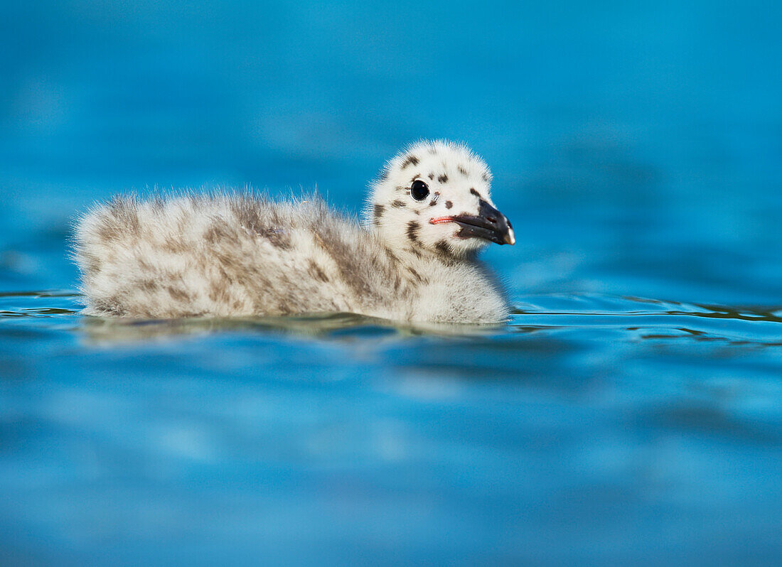 'Seagull chick on the water; Yukon, Canada'