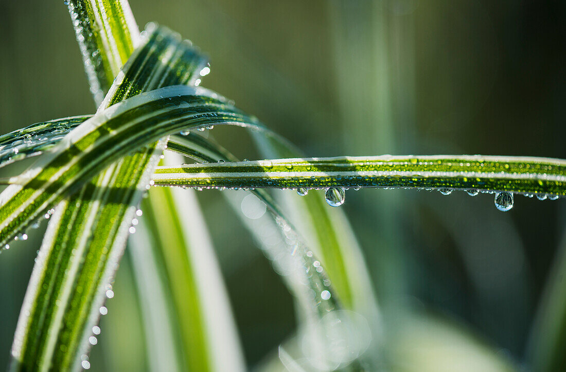 'Dew clings to ornamental grass; Astoria, Oregon, United States of America'