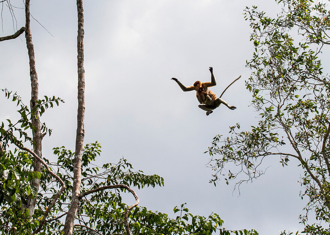 Proboscis monkey or long-nosed monkey (Nasalis larvatus) jumping from tree to tree in Tanjung Puting National Park, Central Kalimantan, Borneo, Indonesia