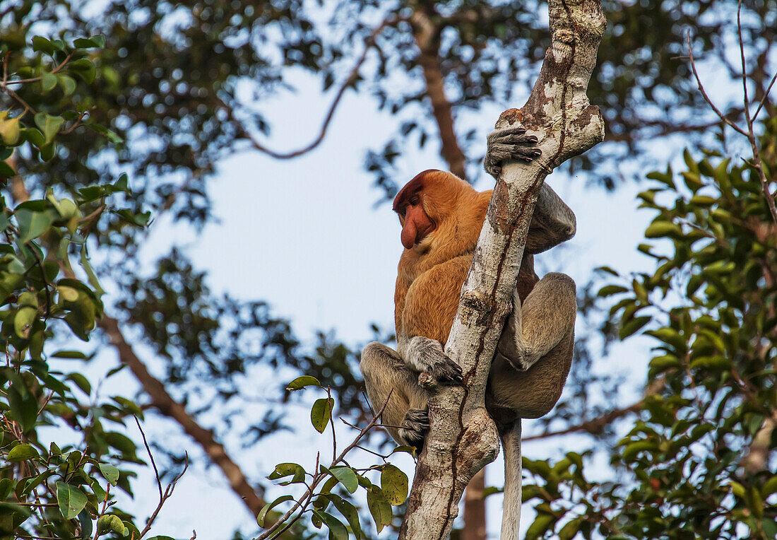 Proboscis monkey or long-nosed monkey (Nasalis larvatus) in Tanjung Puting National Park, Central Kalimantan, Borneo, Indonesia