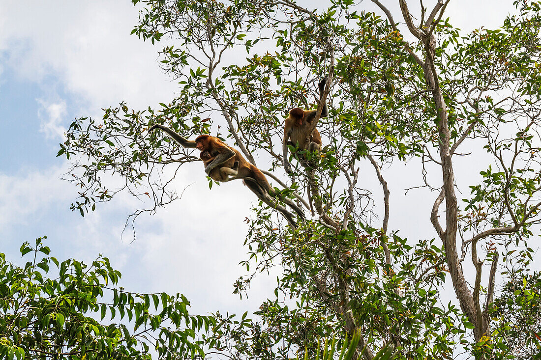 Proboscis monkey or long-nosed monkey (Nasalis larvatus) jumping from tree to tree in Tanjung Puting National Park, Central Kalimantan, Borneo, Indonesia