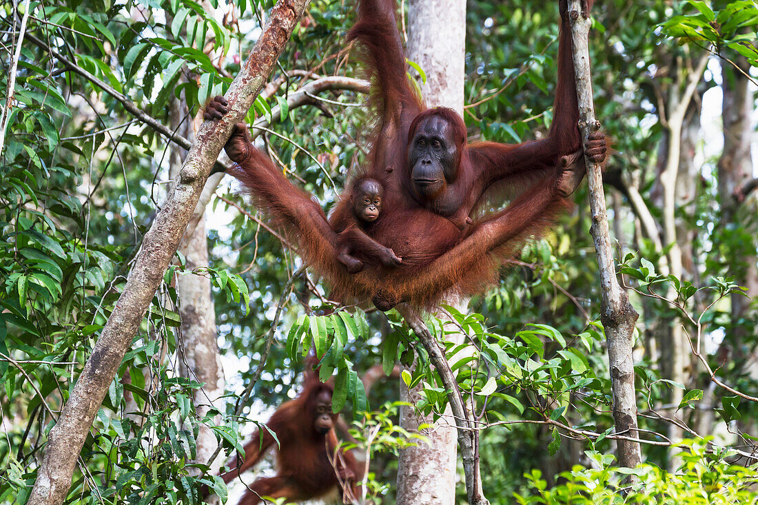 Bornean orangutan (Pongo pygmaeus) mother and infant at Tangung Harapan, Tanjung Puting National Park, Central Kalimantan, Borneo, Indonesia
